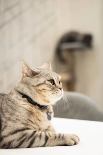 A serene British Shorthair cat, wearing a sleek collar, gazes to the side while sitting against a