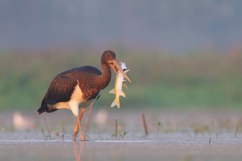 Black Stork (Ciconia nigra) juvenile with fish prey in beak, Tiszaalpár, Hungary