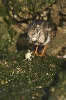 Ruddy Turnstone (Arenaria interpres), Netherlands