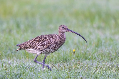 Eurasian Curlew (Numenius arquata) female foraging, North Rhine-Westpalia, Germany