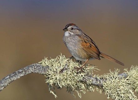 Canada, Manitoba, June, breeding male
