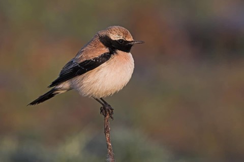 Desert Wheatear (Oenanthe deserti), Guelmim, Morocco