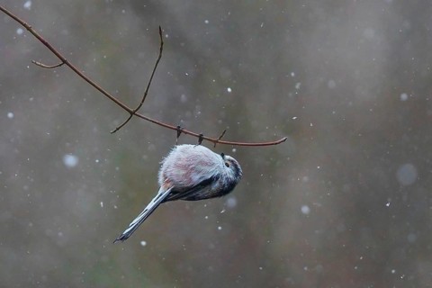 Long-tailed Tit (Aegithalos caudatus) hanging on a branch, Baden-Wuerttemberg, Germany