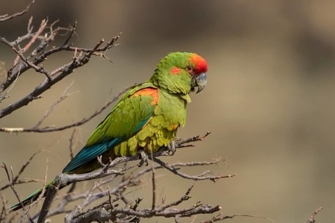 Red-fronted Macaw (Ara rubrogenys) perched on a branch, Bolivia
