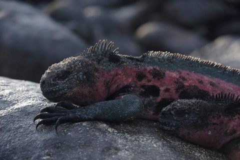 A colorful marine iguana rests on sunlit volcanic rocks in the unique ecosystem of the Galapagos