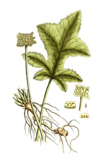 Dorstenia contrayerva, plant species from the Moraceae family, digital reproduction of a historical