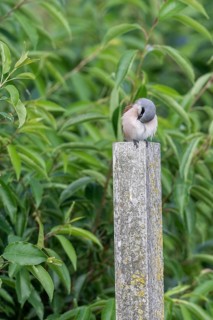 Red-backed shrike (Lanius collurio), Emsland, Lower Saxony, Germany