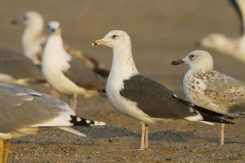 Lesser Black-backed Gull (Larus fuscus heuglini), Oman