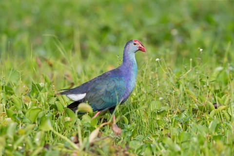 Grey-headed Swamphen (Porphyrio poliocephalus) foraging, Sri Lanka