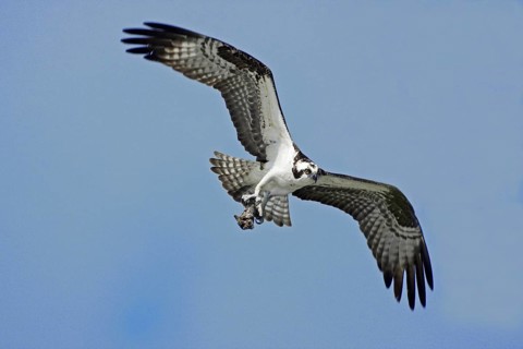 Osprey (Pandion haliaetus) in flight with nesting material, branch, Sanibel Island, Florida, USA