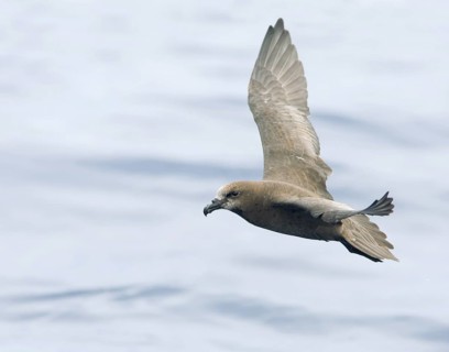 Great-winged Petrel (Pterodroma gouldi) flying, Victoria, Australia