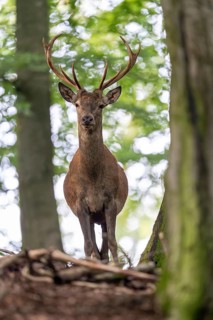 Red deer (Cervus elaphus), Vulkaneifel, Rhineland-Palatinate, Germany