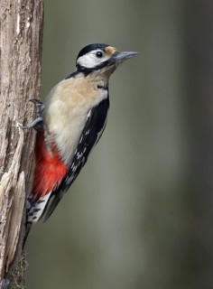Great Spotted Woodpecker (Dendrocopos major), Lower Saxony, Germany