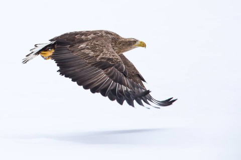 White-tailed Eagle (Haliaeetus albicilla) flying, Hokkaido, Japan