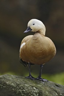 Ruddy Shelduck (Tadorna ferruginea), Hawaii, USA