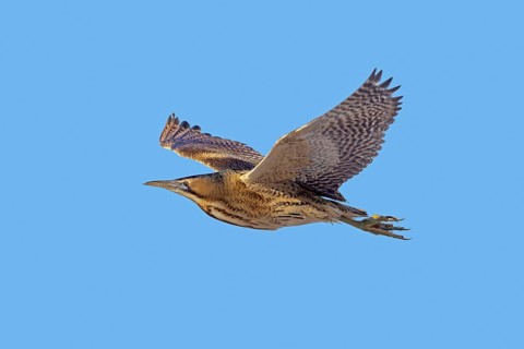 Eurasian bittern, great bittern (Botaurus stellaris) adult in flight against blue sky in winter