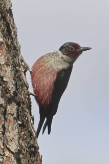 Lewis's Woodpecker (Melanerpes lewis), British Columbia, Canada