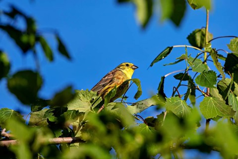 Yellow bird sitting on green leaves against a clear sky, A yellowhammer (Emberiza citrinella)