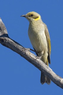 Grey-fronted Honeyeater (Ptilotula plumula), Kimberley, Western Australia, Australia