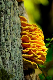 Bright yellow and orange mushrooms growing on a tree in the sun, sulphur polypore (Laetiporus