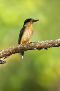 Buff-breasted Paradise Kingfisher (Tanysiptera sylvia) juvenile, Queensland, Australia