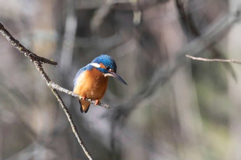 A vibrant kingfisher bird, distinguished by its bright blue and orange plumage, perches alertly on
