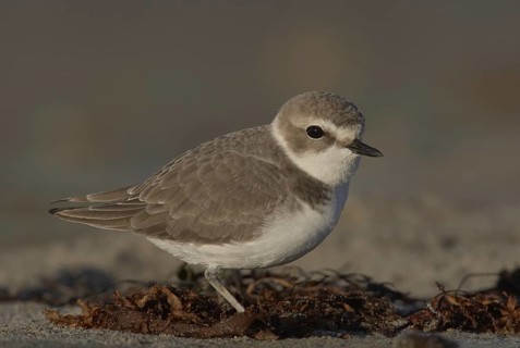 Snowy Plover (Charadrius nivosus), California, USA