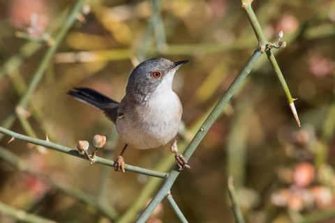 Sardinian Warbler (Sylvia melanocephala) female perched on a branch, Eilat, Israel