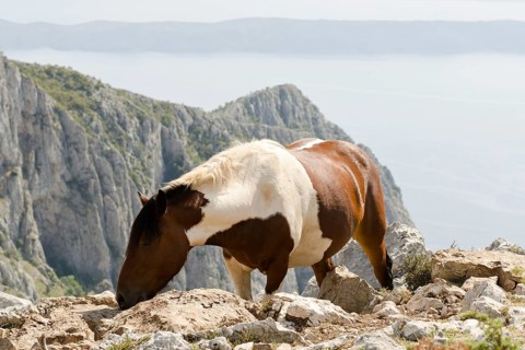 Horse in mountain with Adriatic Sea in the background in Croatia