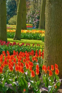 Blooming tulips (Tulipa) in different colours in a park with trees and green meadow, spring,