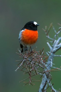 Scarlet Robin (Petroica boodang) male perched on a branch, Victoria, Australia