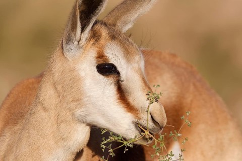 Springbok (Antidorcas marsupialis), young animal, feeding on plants, animal portrait, head