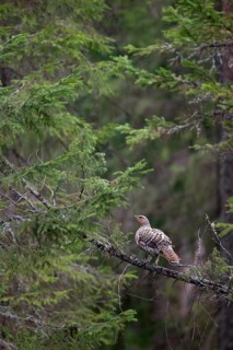 Western Capercaillie (Tetrao urogallus) female, Nizhegorodskaya, Russia
