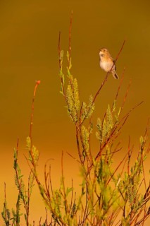 Fitis, Willow Warbler, Phylloscopus trochilus, Pouillot fitis, Mosquitero Musical