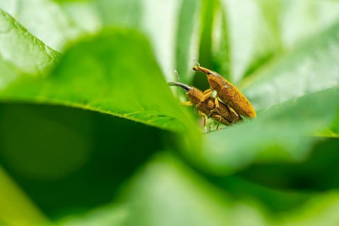 A detailed macro photograph captures two weevils in the act of mating, nestled between vibrant