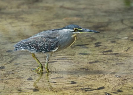 Striated Heron (Butorides striata), Thailand