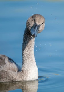 Mute swan (Cygnus olor) young bird swimming on a pond and shaking its head, Thuringia, Germany