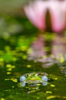 Edible frog (Pelophylax esculentus) in a little lake in the water, Bavaria, Germany