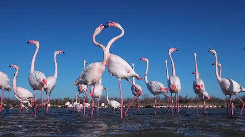 From below a vivid mating display of pink flamingos in the French Camargue, highlighting their