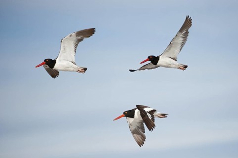 American Oystercatcher (Haematopus palliatus) flying, New York, USA