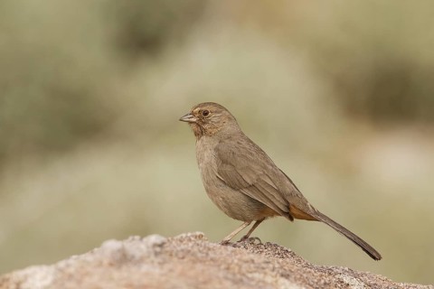 California Towhee (Melozone crissalis), California, USA
