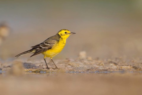 Citrine Wagtail - Zitronenstelze - Motacilla citreola, Oman