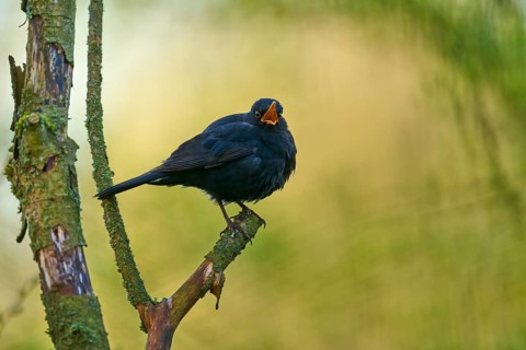 Sitting blackbird on branch with open beak in front of blurred background, blackbird (Turdus