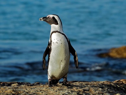 Spectacled penguin (Spheniscus demersus)
