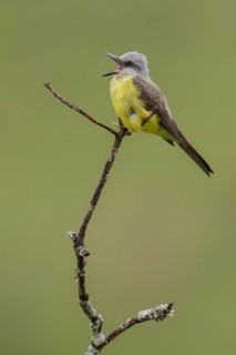 Tropical Kingbird (Tyrannus melancholicus) perched on a branch in the Atlantic rainforest of