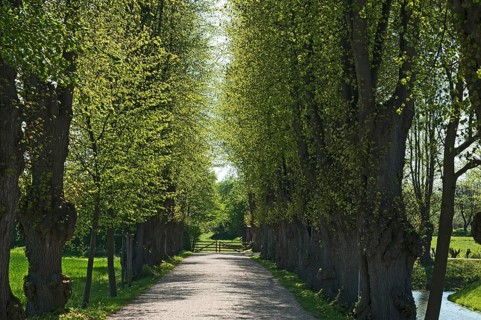 Avenue of lime trees (Tilia platyphyllos) in spring, Mecklenburg-Western Pomerania, Germany