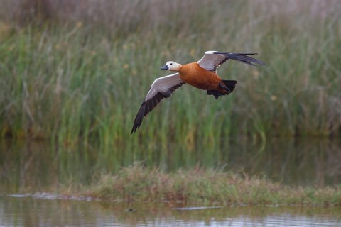 Ruddy Shelduck (Tadorna ferruginea) flying, Greece