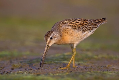 Short-Billed Dowitcher, juvenile
