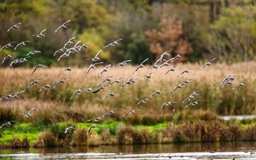 Black-tailed Godwits, Limosa limosa, birds in flight over marshes