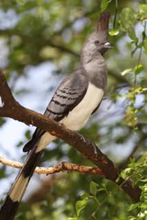 White-bellied Go-away-bird (Corythaixoides leucogaster) male, Lake Baringo, Kenya